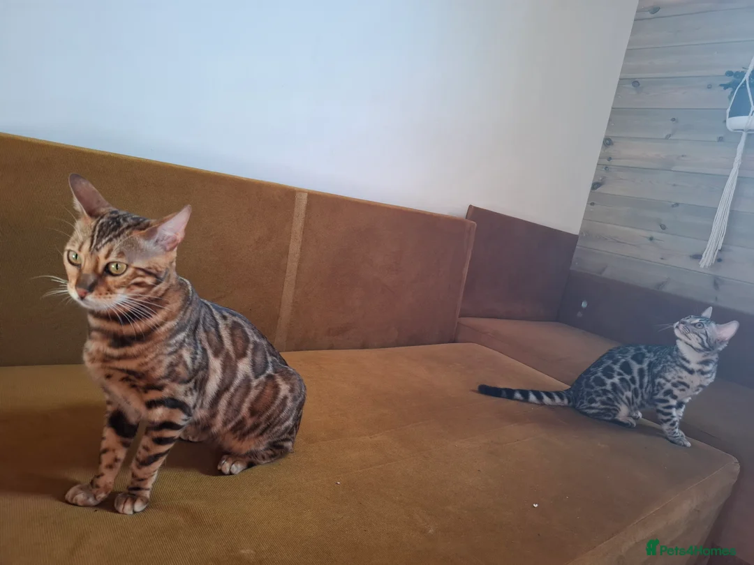 Bengal cats for stud: OUTSTANDING SILVER CHARCOAL BENGAL STUD - Advert 17