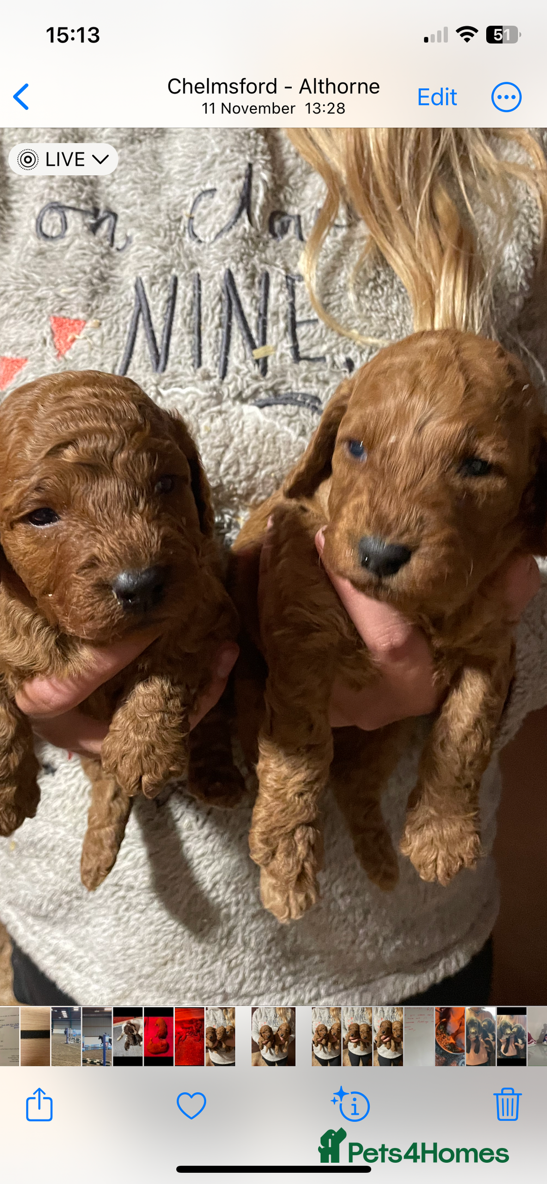 Cockapoo dogs for sale: Cockapoo Pups - Advert 6