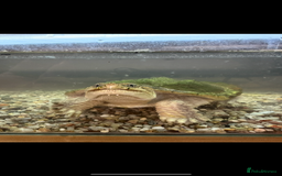 Turtle reptiles for sale: Common snapping turtle  - Image 1