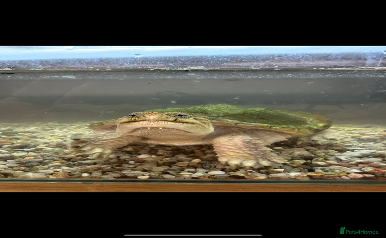 Turtle reptiles - Advert 1