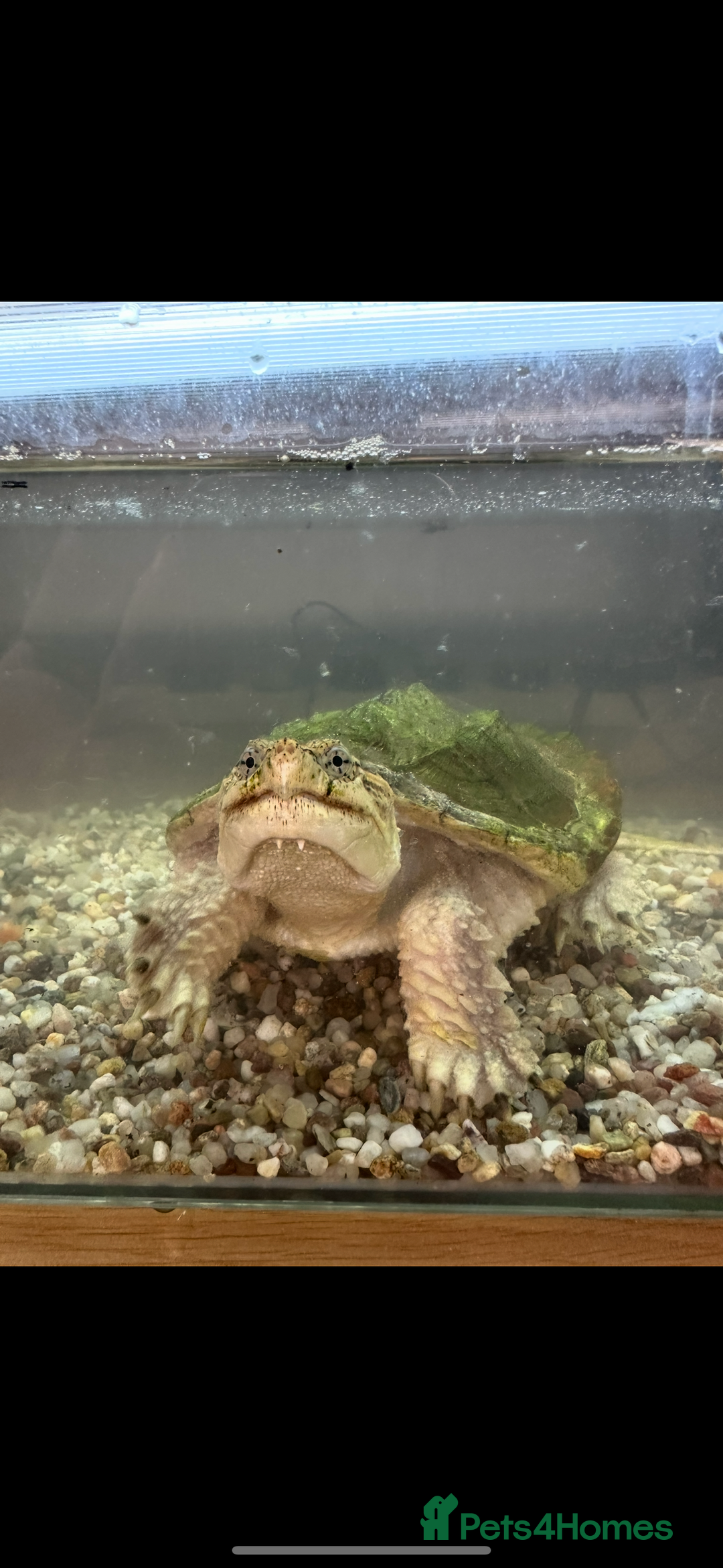Turtle reptiles for sale: Common snapping turtle  - Image 1