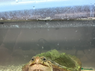 Turtle reptiles - Advert 4