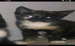 Maine Coon cats for sale: Mainccone babys - Image 1