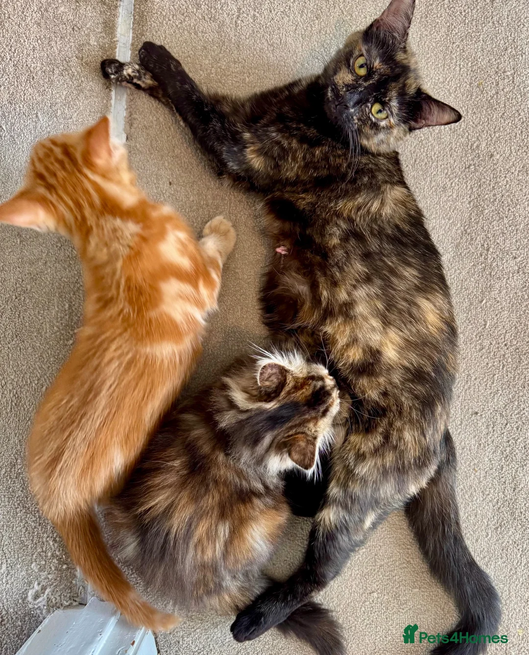 Mixed Breed cats for sale: Amiable mixed breed kttens - Advert 1