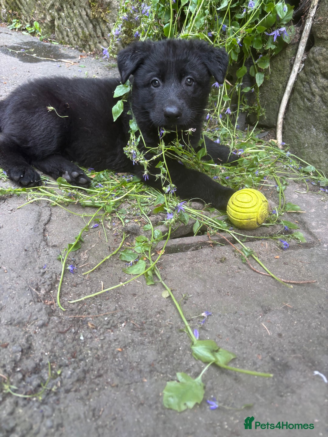 German Shepherd dogs for sale: ONE GIRL AVAILABLE -German shepherd puppies - Image 22