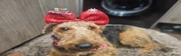 Airedale Terrier dogs for sale: Airedale terrier puppies for sale - Advert 2
