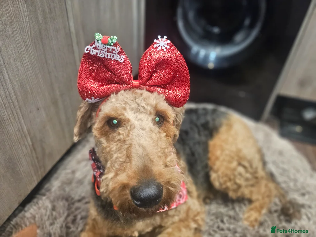 Airedale Terrier dogs for sale: Airedale terrier puppies for sale - Advert 2