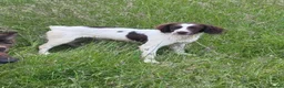 English Springer Spaniel dogs for sale: Young Springer dog looking for the best of homes - Advert 3