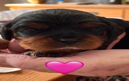 Cavalier King Charles Spaniel dogs for sale: Health Tested Parents - Image 25