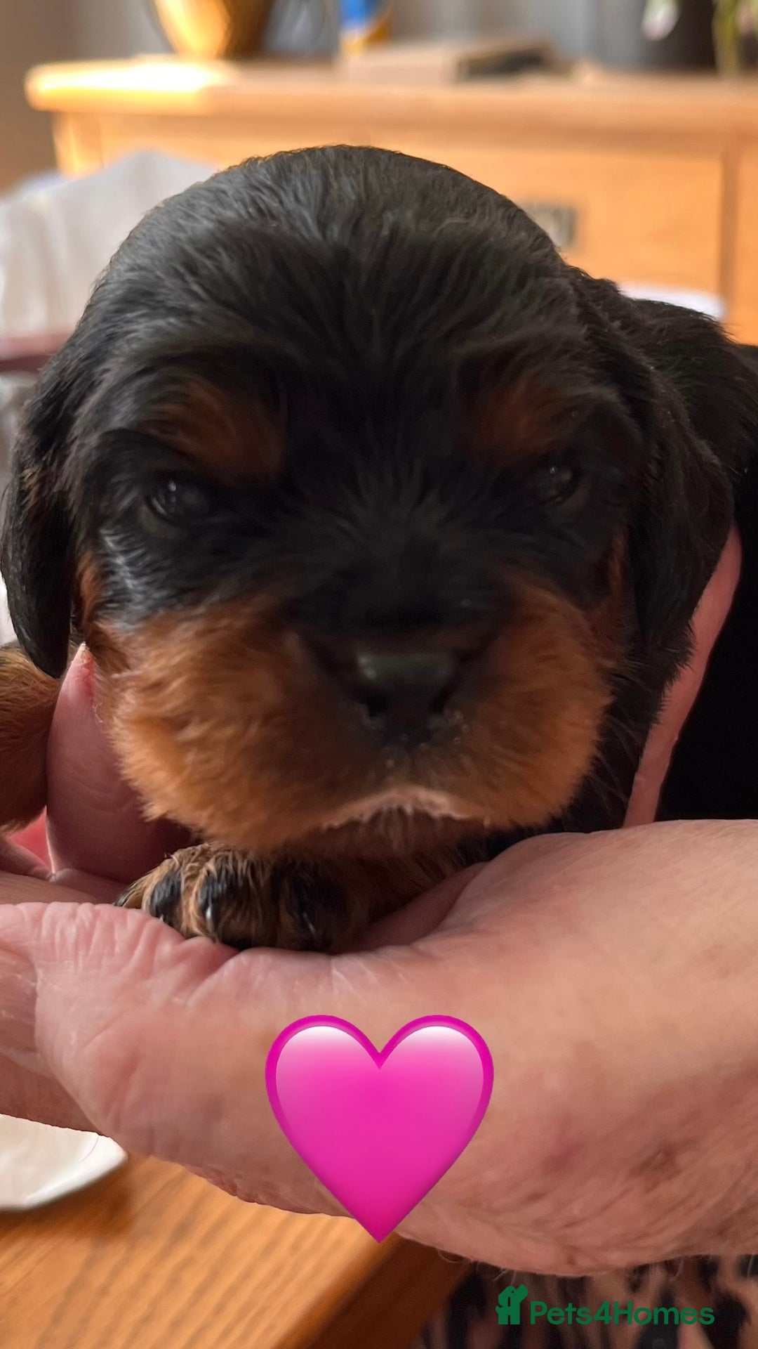 Cavalier King Charles Spaniel dogs for sale: Health Tested Parents - Image 25