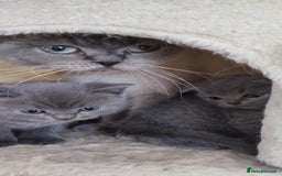 Scottish Fold cats for sale: 1 BSH Boy AVAILABLE. in Sheffield - Image 3
