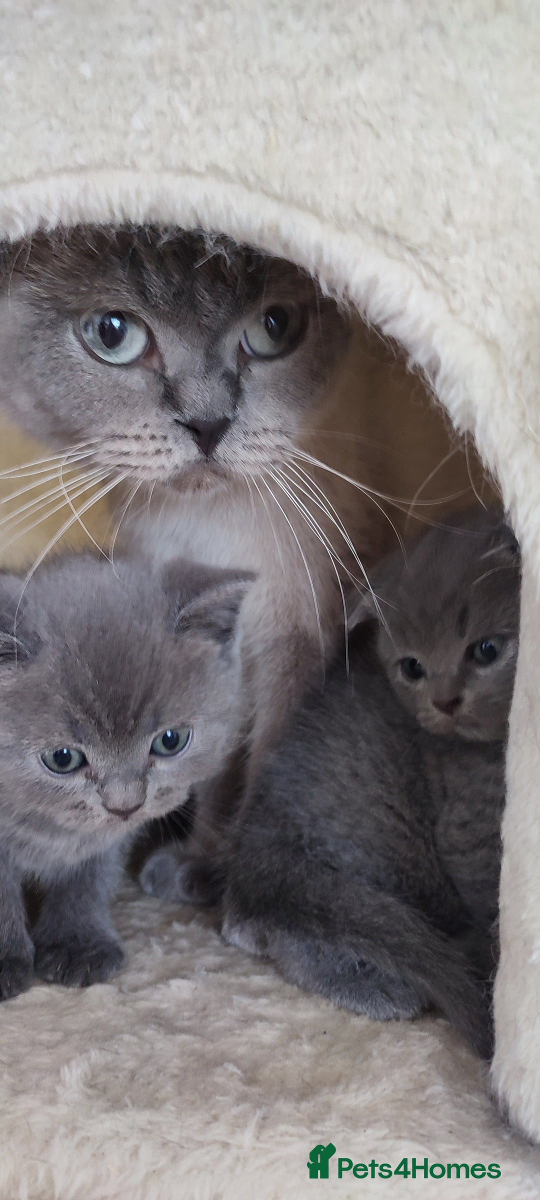 Scottish Fold cats for sale: 1 BSH Boy AVAILABLE. in Sheffield - Image 3