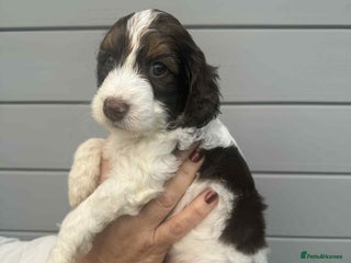 Cockapoo dogs - Advert 14