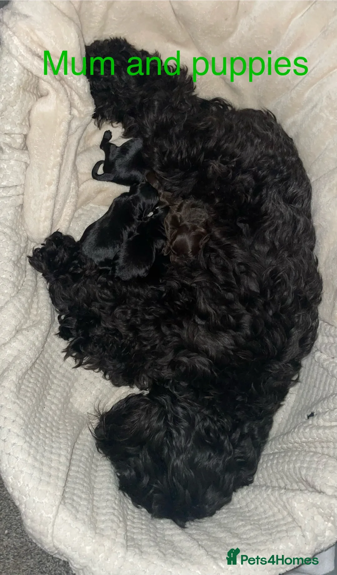 Cockapoo dogs for sale: Beautiful Cockapoo puppies  - Advert 12
