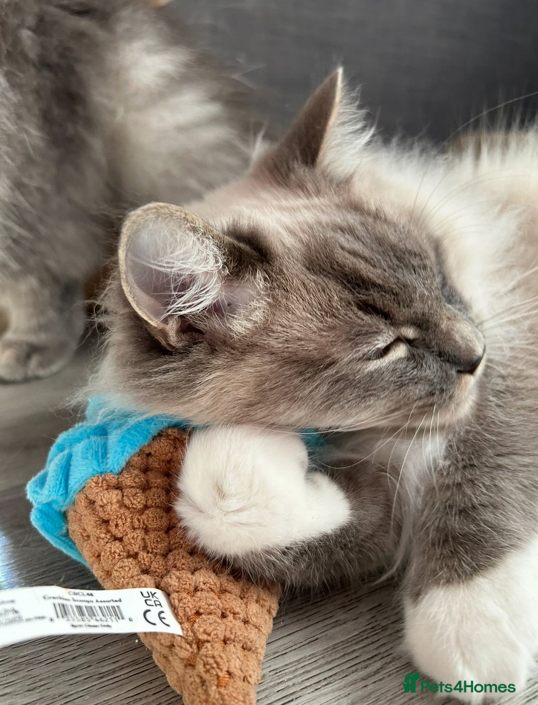 Ragdoll cats for sale: Loving Indoor Cat Duo Seeking Their Forever Home  - Image 8