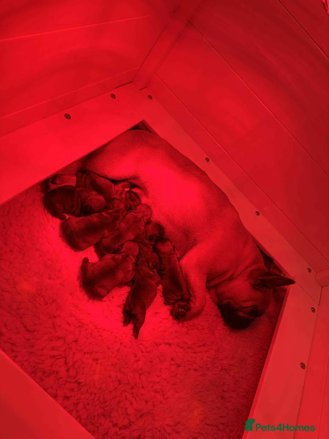 French Bulldog dogs for stud: Mani standard red silver fbce RFG 1  in Edinburgh - Advert 30