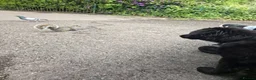 Border Collie dogs for sale: Gorgeous and Gentle Border collie male in Saint Helens - Advert 7