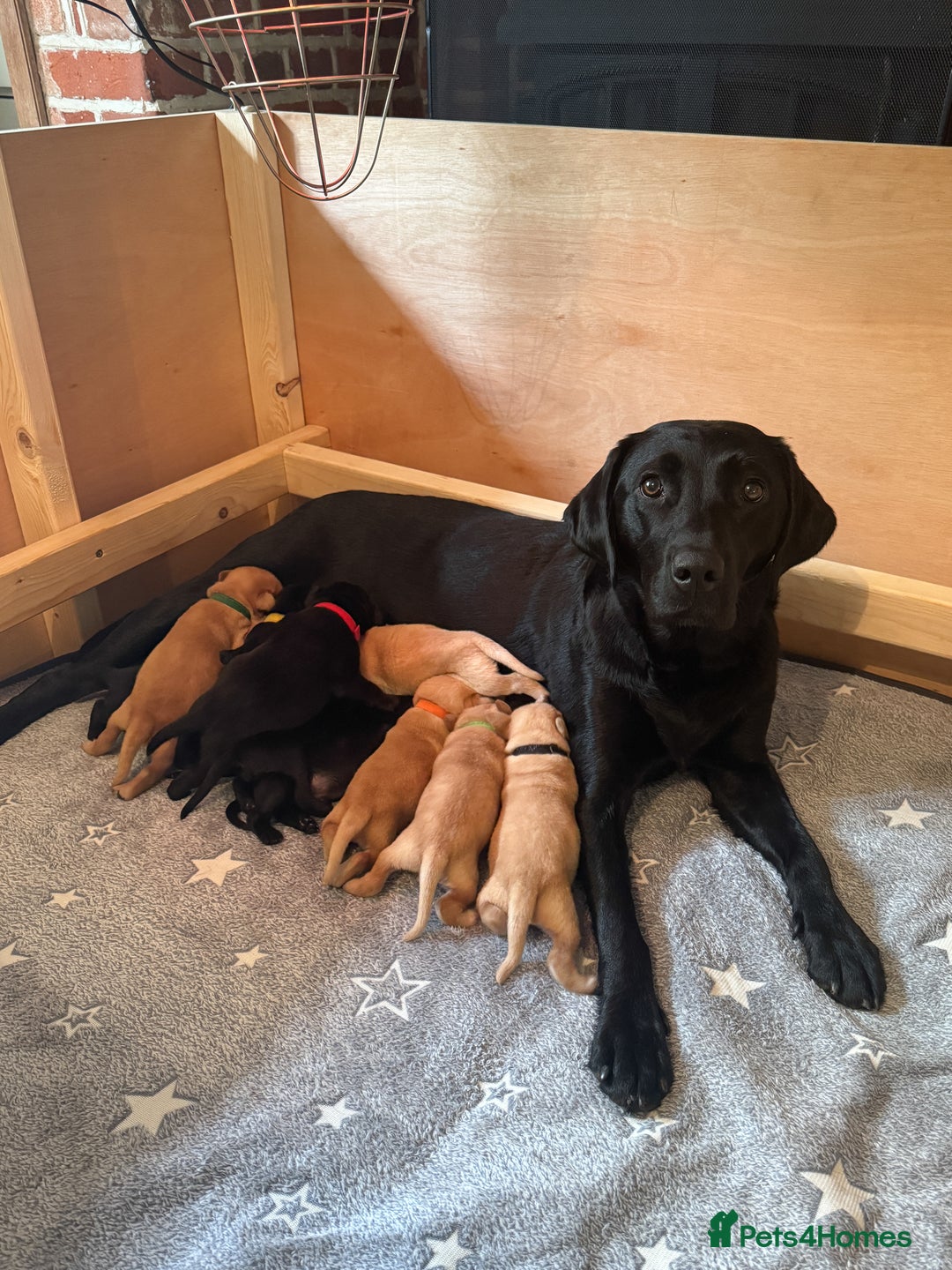 Labrador Retriever dogs for sale: KC registered yellow Labradors. Ready from 23 Dec - Advert 2