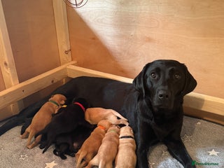 Labrador Retriever dogs KC reg black & yellow Labradors. Ready 23 Dec - Advert 6