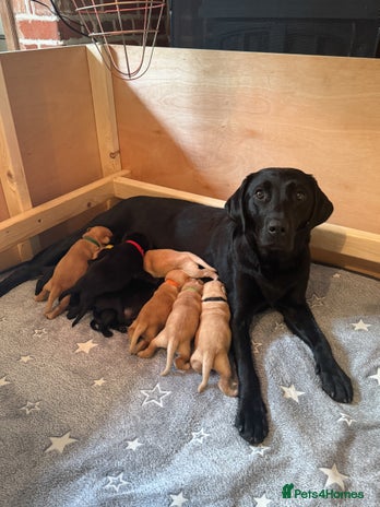 Labrador Retriever dogs KC reg black & yellow Labradors. Ready 23 Dec - Advert 2