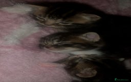 British Longhair cats for sale: 3 tabby kittens - Image 5