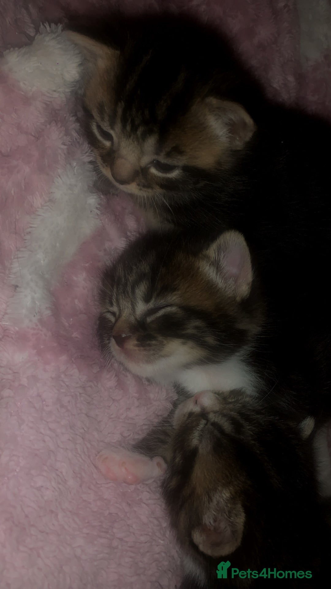 British Longhair cats for sale: 3 tabby kittens - Image 5