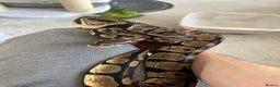 Python Snake reptiles for sale: Royal python with enclosure to a good home - Advert 1