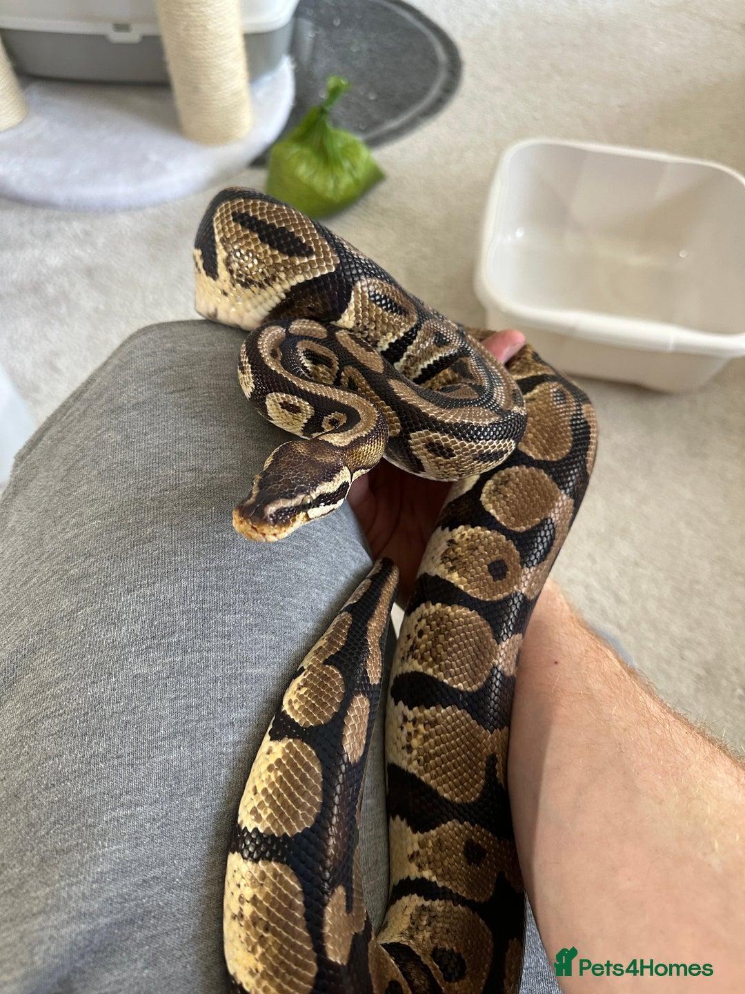 Python Snake reptiles for sale: Royal python with enclosure to a good home - Advert 1