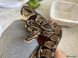 Python Snake reptiles Royal python with enclosure to a good home - Advert 4
