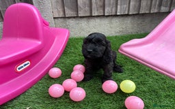 Cockapoo dogs for sale: COCKERPOO’S READY TO LEAVE NOW!  - Image 20