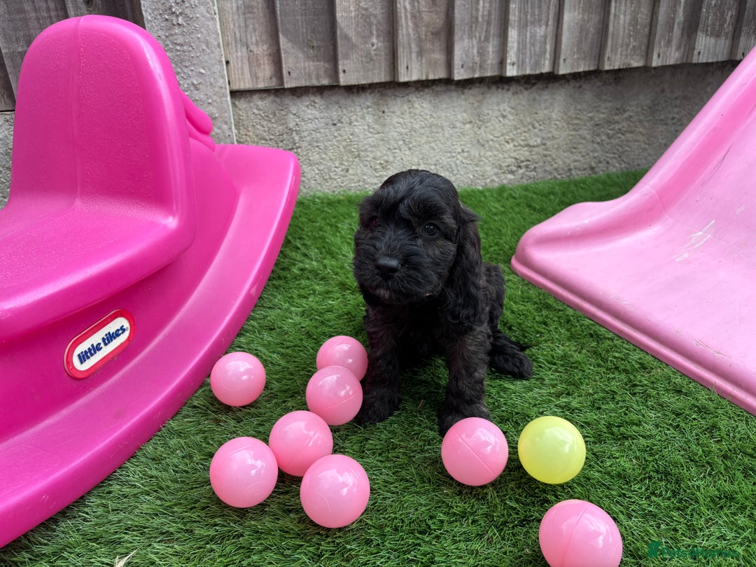 Cockapoo dogs for sale: COCKERPOO’S READY TO LEAVE NOW!  - Image 20