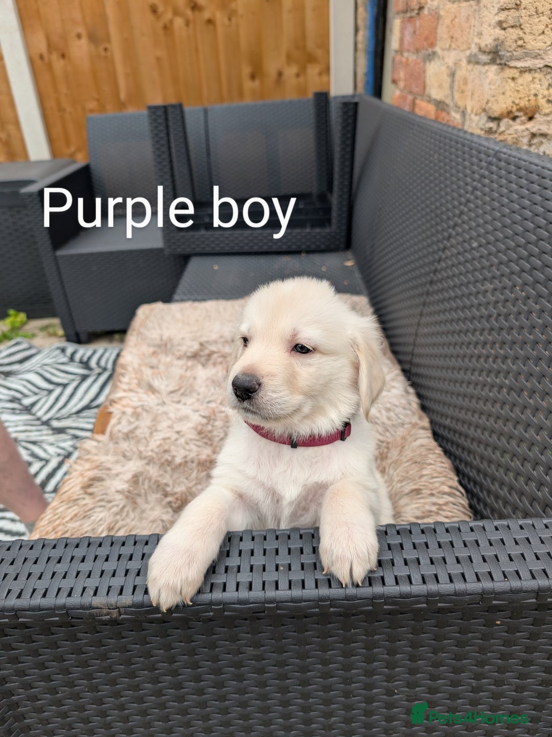 Mixed Breed dogs for sale: Golden Shepherd Puppies  - Image 18
