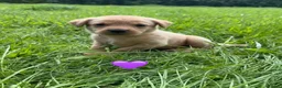 Labrador Retriever dogs for sale: Stunning Fox Red & Golden Labrador Puppies - Advert 26