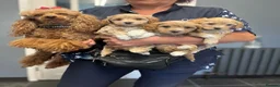 Maltipoo dogs for sale: BEAUTIFUL MALTIPOOS BOTH SEXES DNA CLEAR  - Advert 2