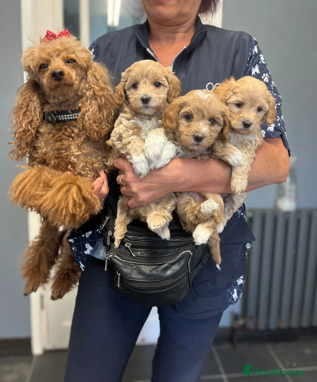 Maltipoo dogs for sale: BEAUTIFUL MALTIPOOS BOTH SEXES DNA CLEAR  - Advert 2