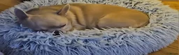 Mixed Breed dogs for sale: Bichon Frise x Chihuahua Puppies – 2 Girls & 1 Boy in Livingston - Advert 19