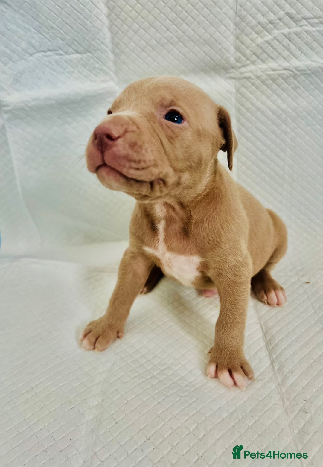American Bully dogs for sale:  Medium Bully Puppies–XL are banned, these are NOT - Image 8