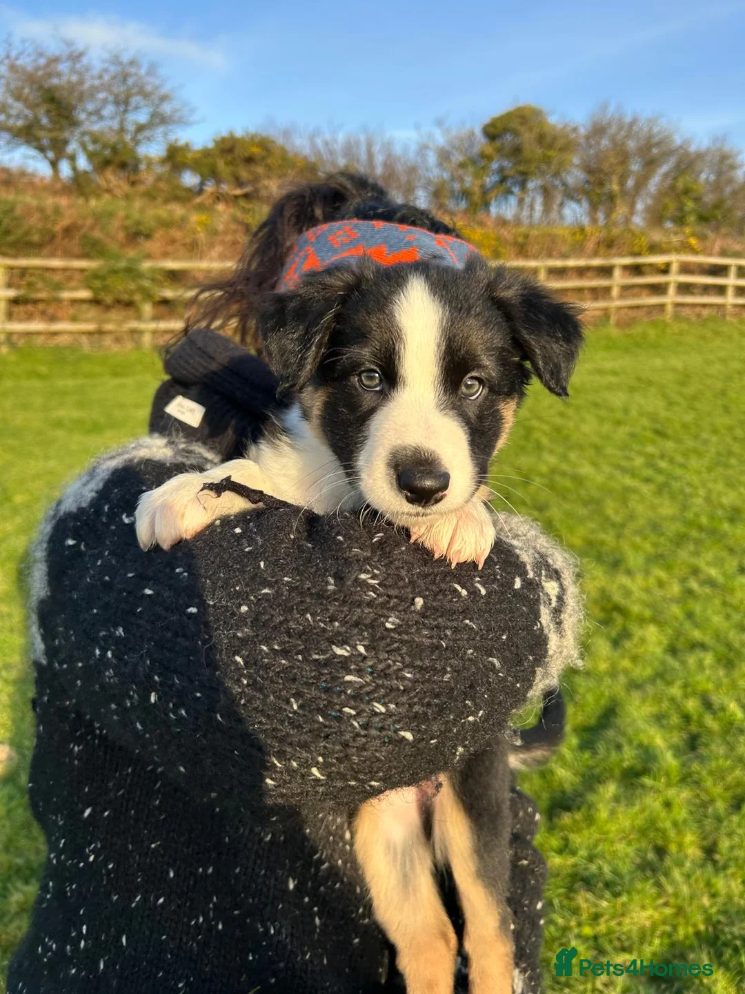 Border Collie dogs for sale: Adorable Border Collies for Sale - Advert 29