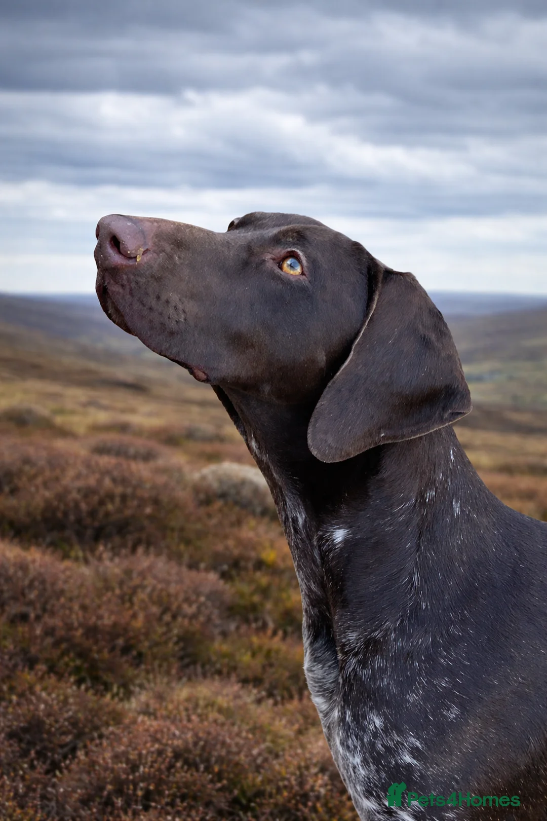 German Shorthaired Pointer dogs for sale: 🐾PENDING LITTER of KC German Shorthaired Pointers - Advert 2