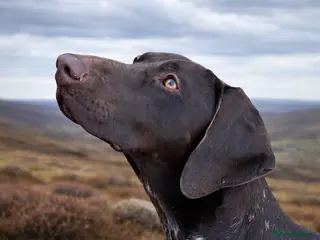 German Shorthaired Pointer dogs 🐾 KC Registered German Shorthaired Pointer Pups - Advert 8