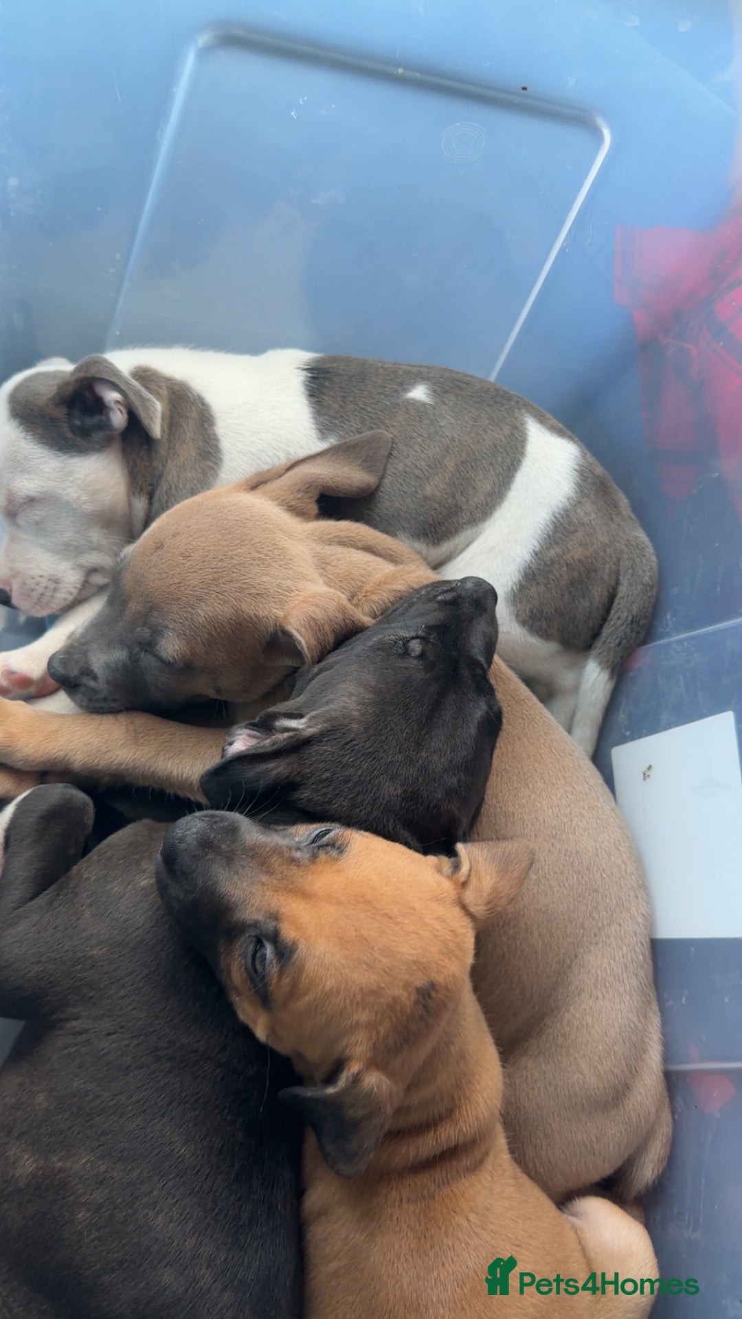 Staffordshire Bull Terrier dogs for sale: 1 puppy left Outstanding dual breeding  - Image 27