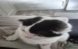 Selkirk Rex cats for sale: Tica reg  pedigree selkirk rex kittens ready now  - Advert 30