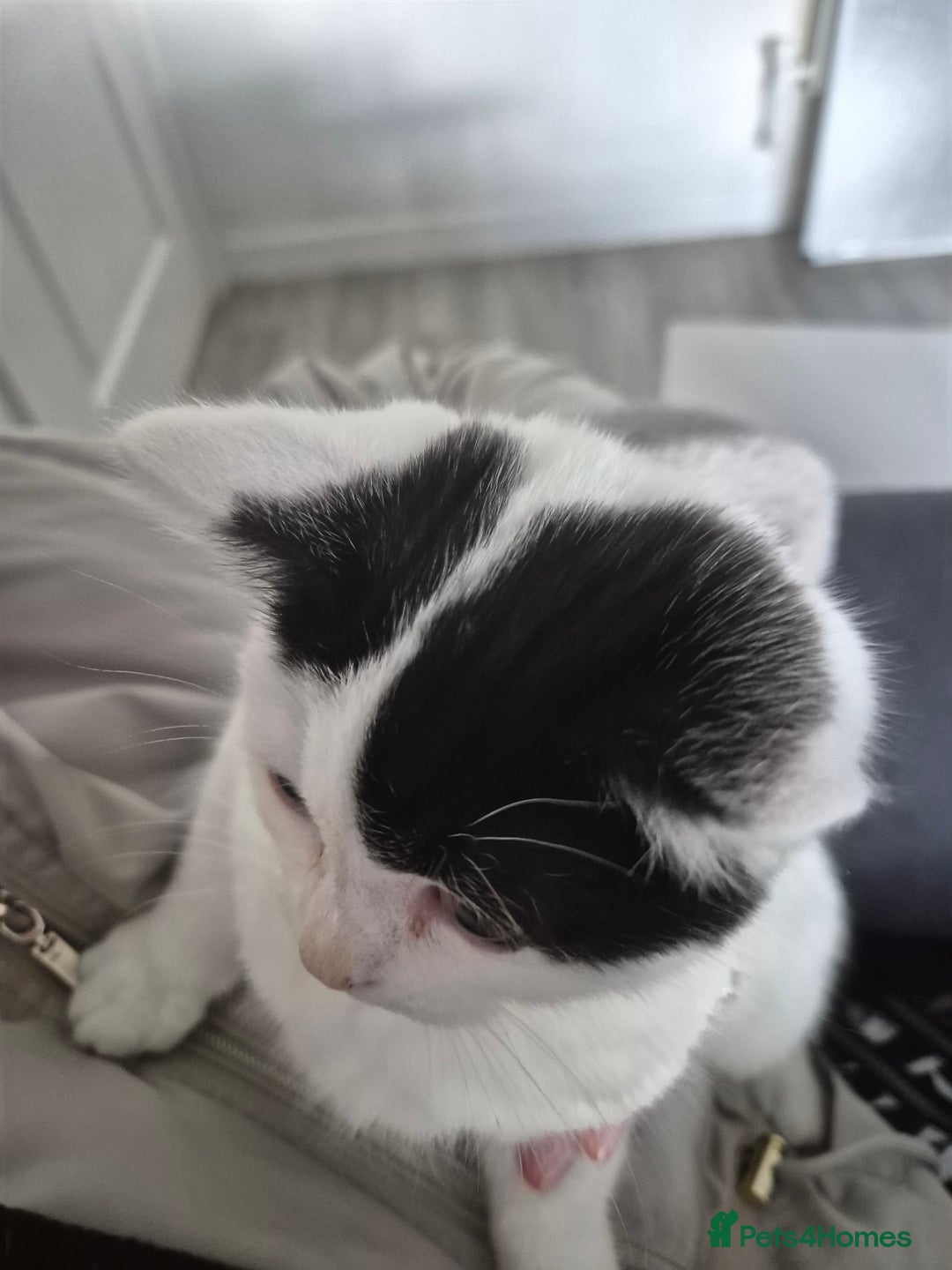 Selkirk Rex cats for sale: Tica reg  pedigree selkirk rex kittens ready now  - Advert 30