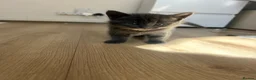 Mixed Breed cats for sale: Beautiful kitten boy for sale  - Advert 9