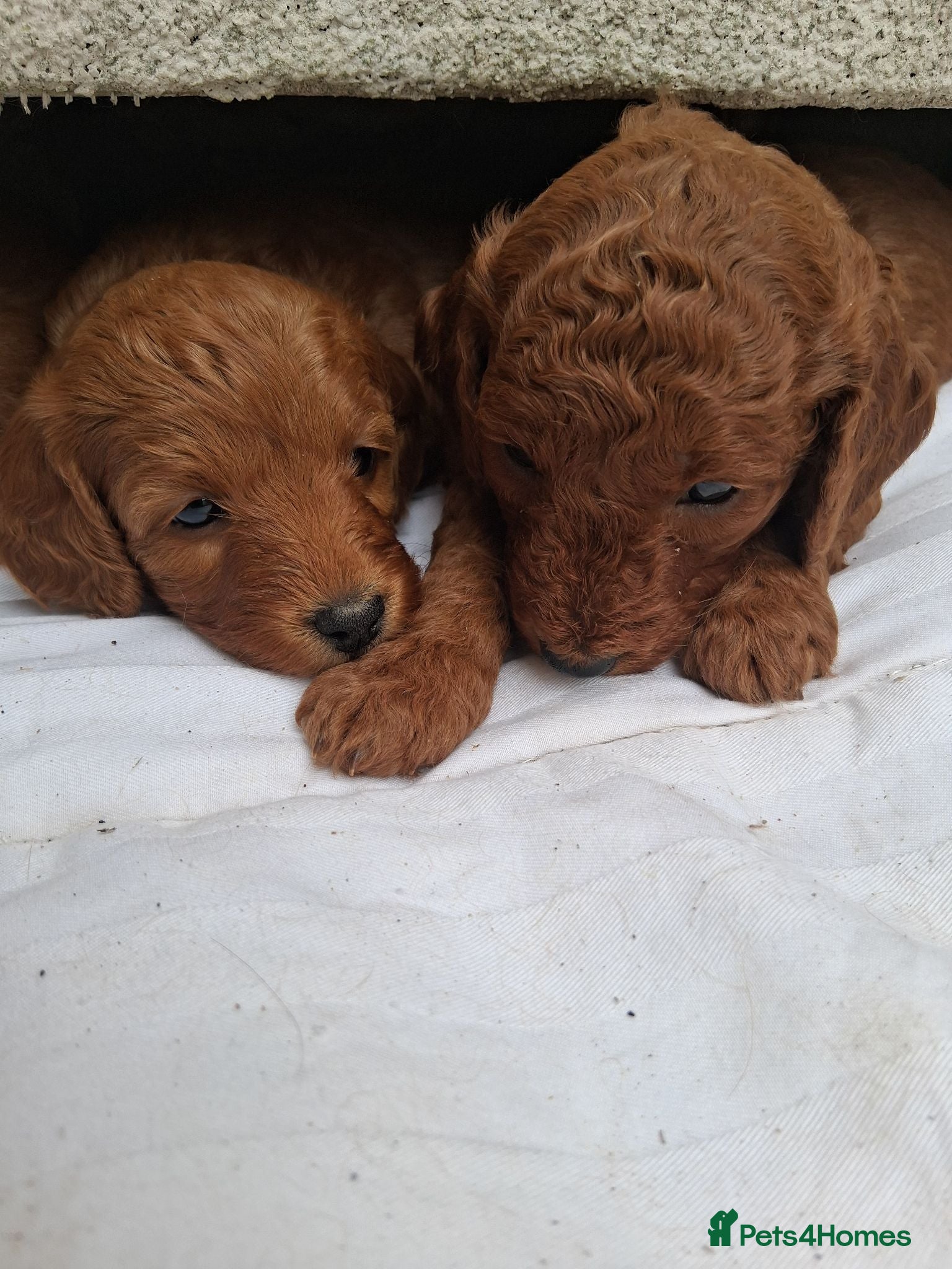 Cockapoo dogs Lady cockerpoos  - Advert 2