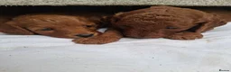 Cockapoo dogs for sale: Lady cockerpoos  - Advert 6