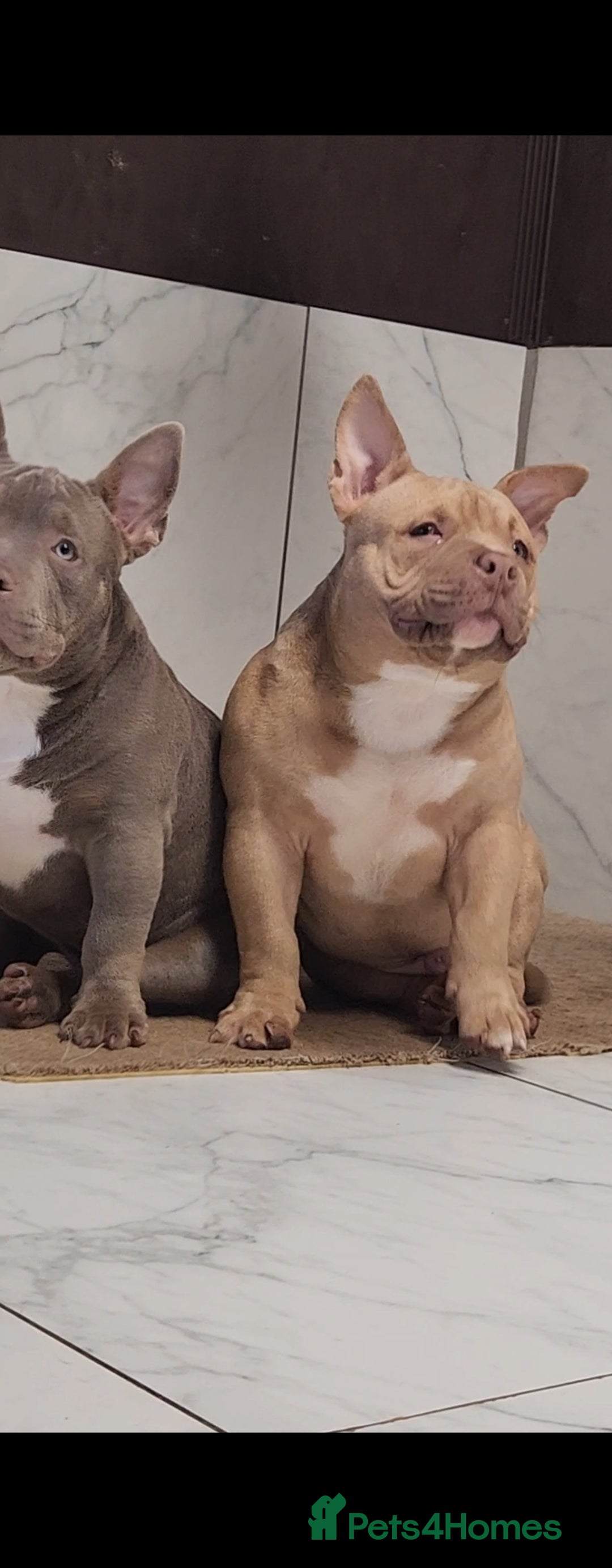 American Bully dogs for sale: American Bully female/ male with extreme future  - Image 9