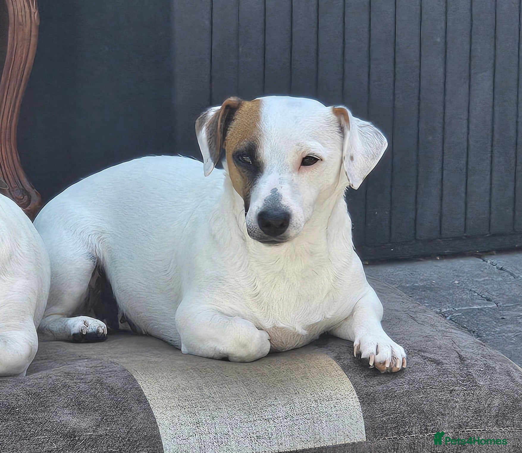 Jack Russell dogs 3,5 years old Jack Russells girls - Advert 1