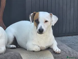 Jack Russell dogs 3,5 years old Jack Russells girls - Advert 1