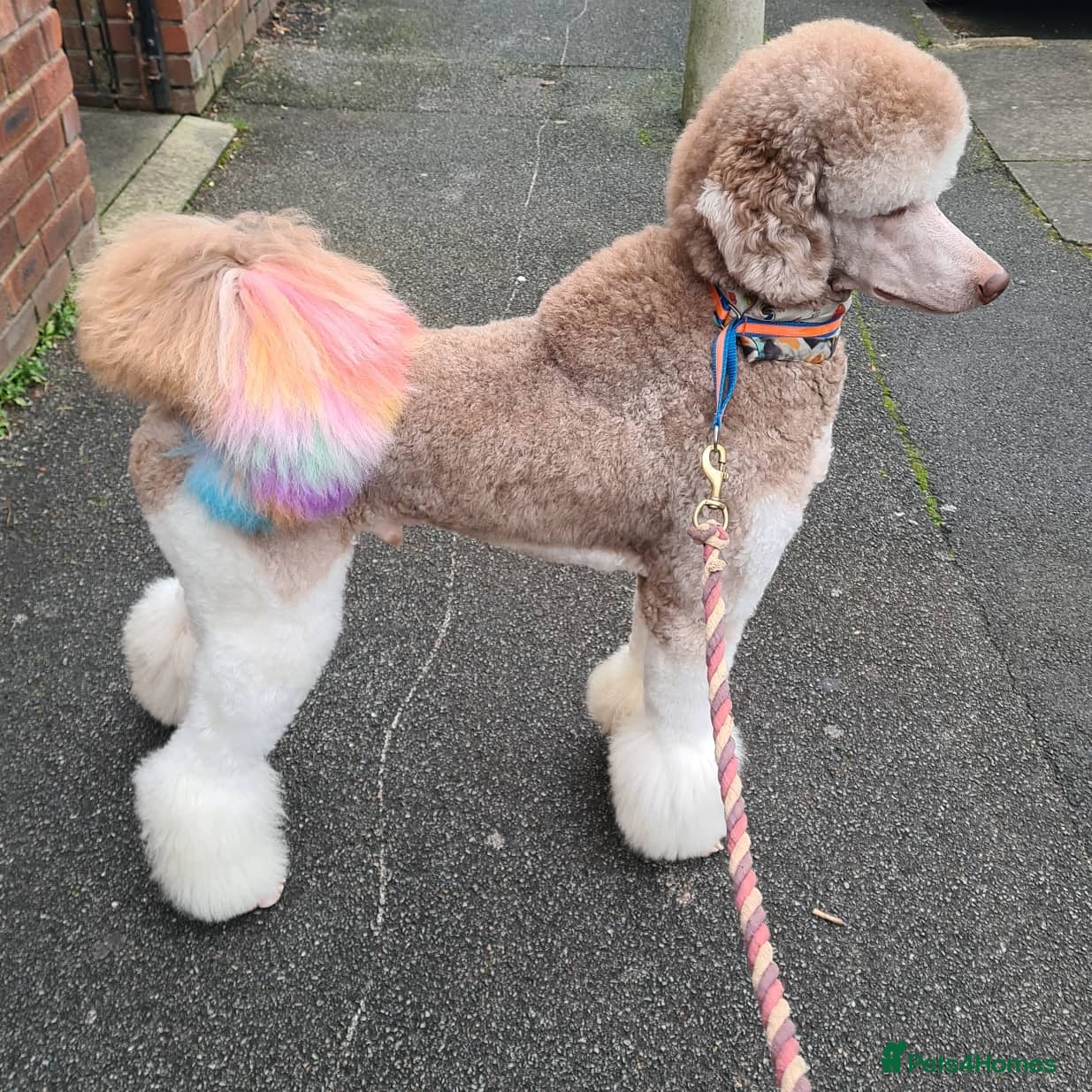 Standard Poodle dogs 3 Standard poodles for stud in Wirral - Advert 2